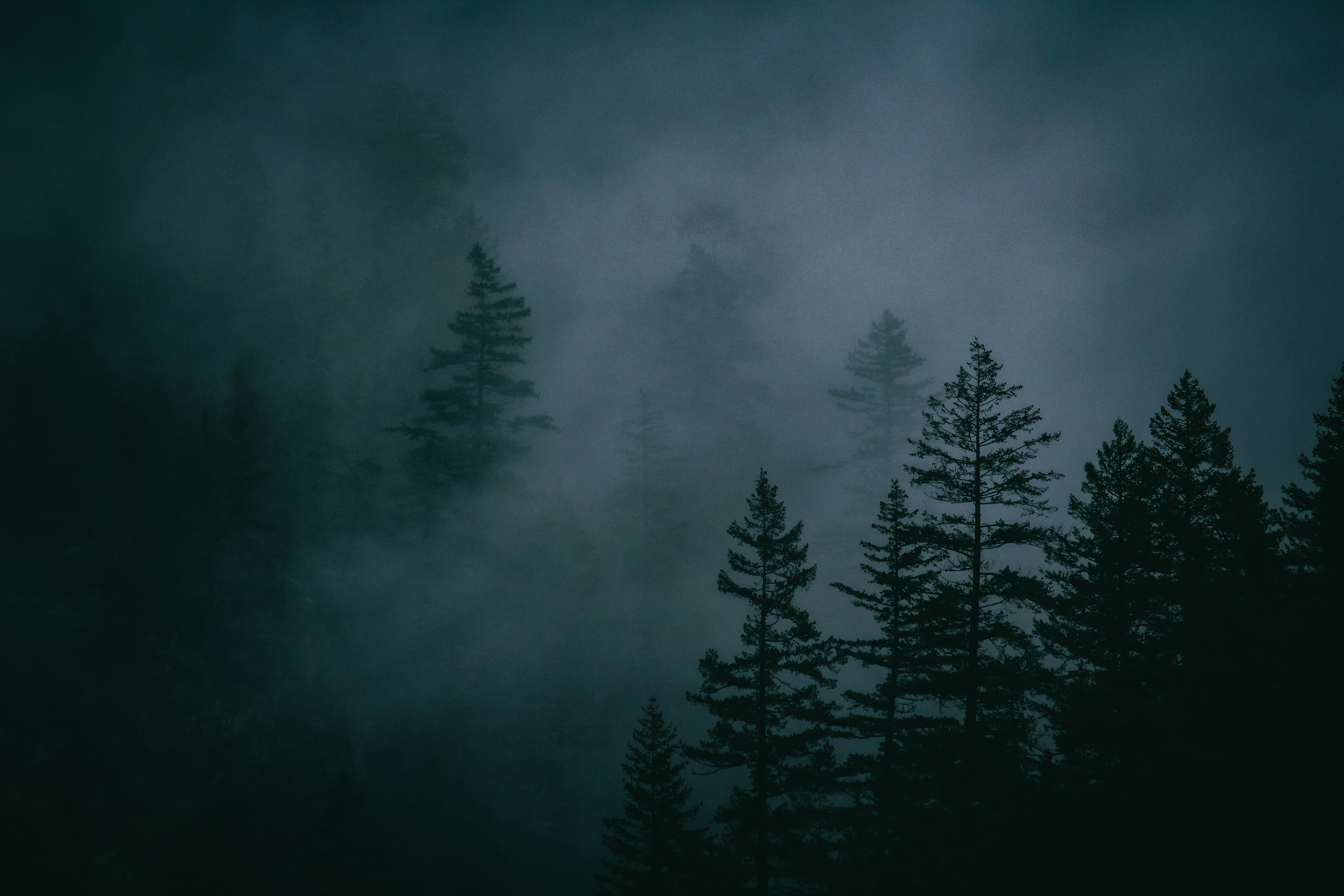 A Foggy Forest